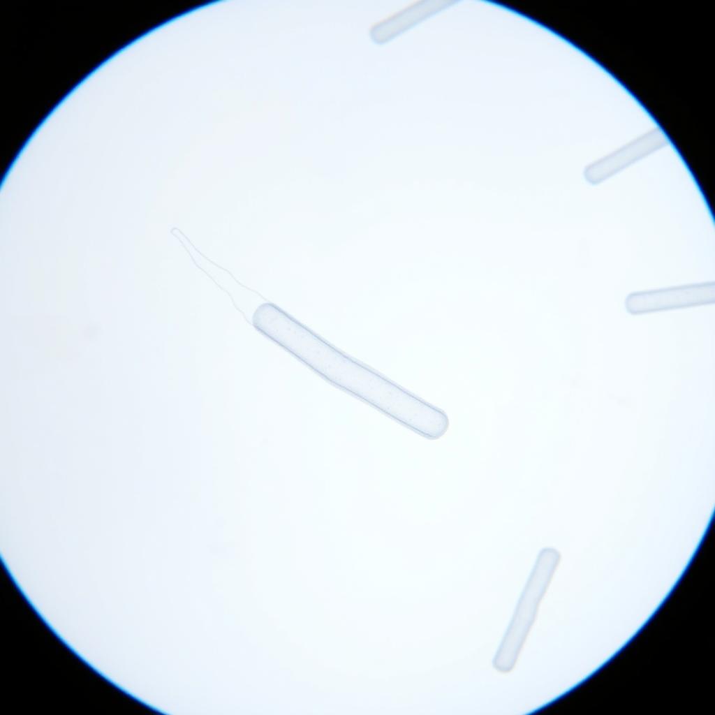 Microscopic view of Lactobacillus Reuteri bacteria